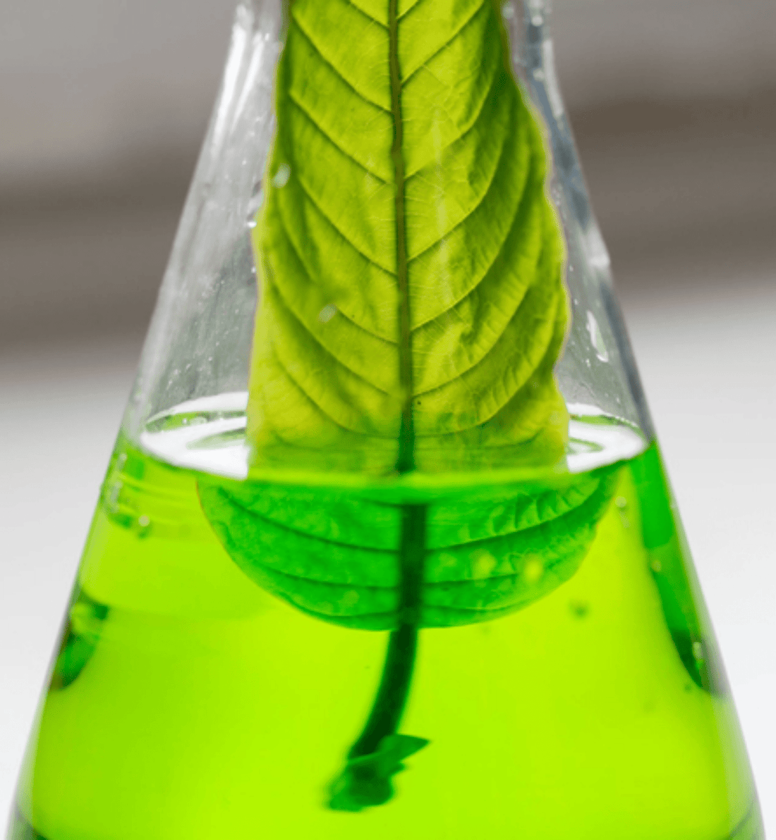 Exploring Kratom Elixir: A Unique Path to Wellness - korthals-collection