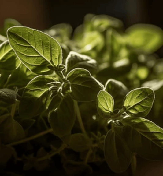 Kratom vs Kava: Which One is Right for Your Lifestyle? - korthals-collection