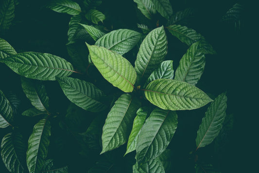 The Truth About 7-OH Enhanced Kratom (And Why You Won’t Find It Here) - korthals-collection