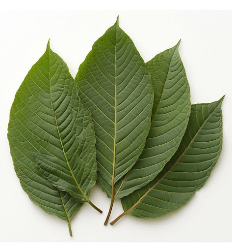 Kratom Strains: Red, Green, White & Gold Differences